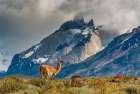 South America, Chile. Guanaco grazing under Cuernos, Torres Del Paine National Park Art Print